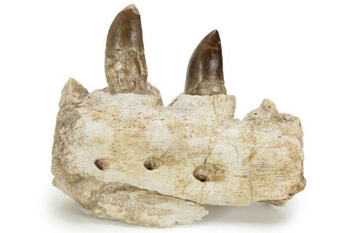 Mosasaur Jaw Section with Two Teeth - Morocco #220673